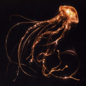 ROYAL BLOOD - BACK TO THE WATER BELOW - cd