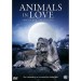 DOCUMENTARY - ANIMALS IN LOVE