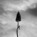 MANCHESTER ORCHESTRA - A BLACK MILE TO THE SURFACE - cd